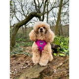 Peacock Power Adjustable Dog Harness - hot pink peacock feather dog harness Xxs Pet Products
