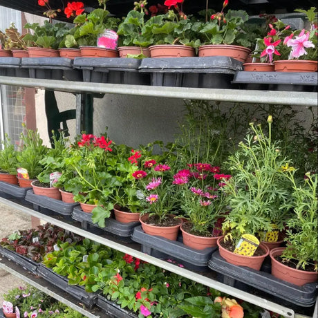 Rows of terracotta pots with vibrant red pink and yellow garden plants displayed on black trays for equestrian spaces