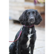 Plastic Buckle Quick Release Webbing Dog Collar Black Small 