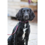 Plastic Buckle Quick Release Webbing Dog Collar Black Small 