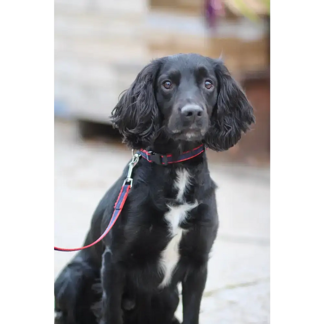 Plastic Buckle Quick Release Webbing Dog Collar Black Small 