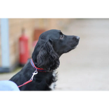 Plastic Buckle Quick Release Webbing Dog Collar Black Small 