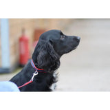 Black cocker spaniel wearing a red plastic buckle quick release dog collar made of durable polypropylene webbing