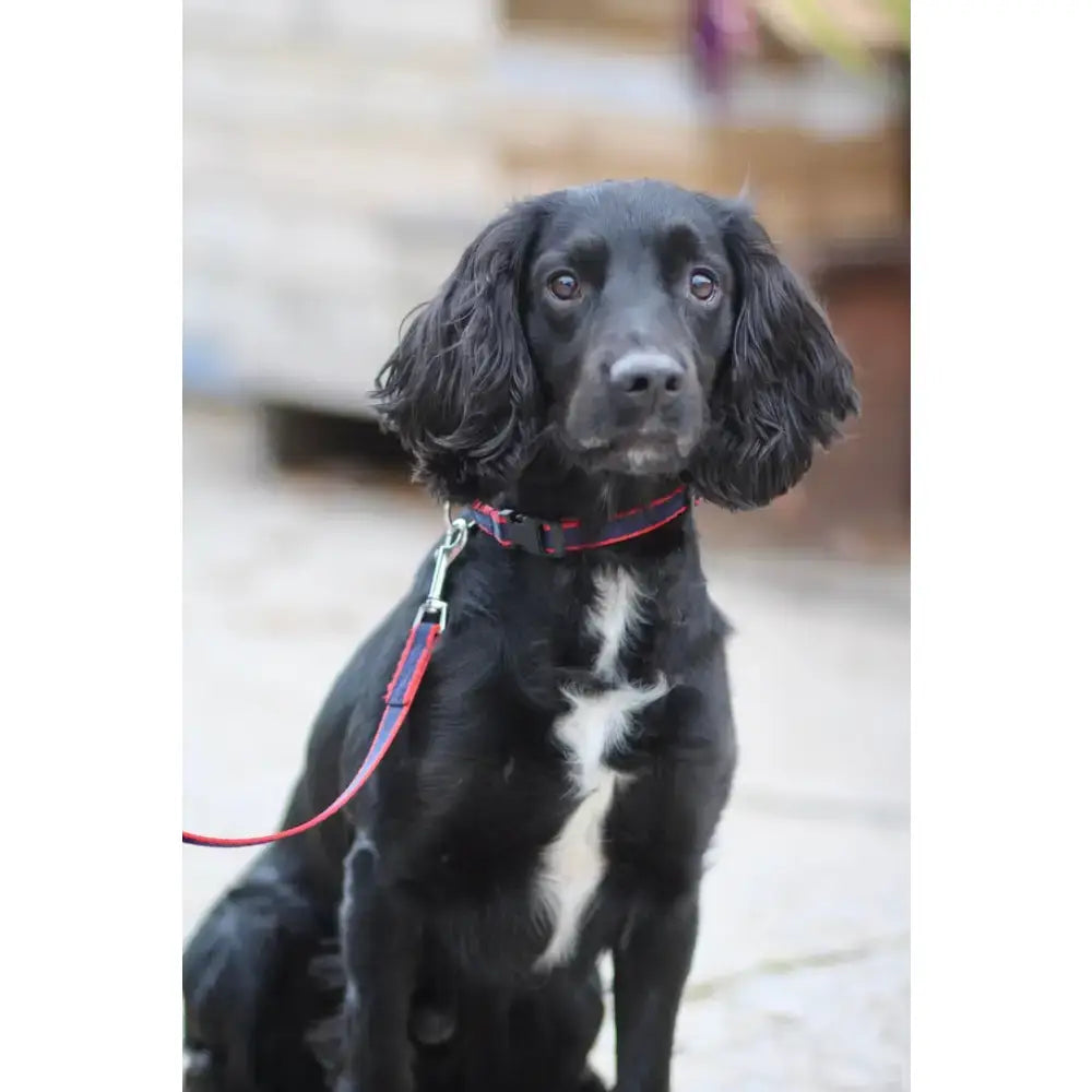 Black dog with floppy ears wearing a red quick release dog collar with plastic buckle and polypropylene webbing