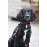 Black dog with floppy ears wearing a red quick release dog collar with plastic buckle and polypropylene webbing