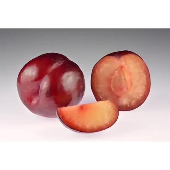 A glossy deep purple plum with smooth skin and visible pit perfect for fresh fruit lovers and equestrian snack breaks
