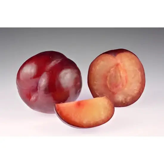A glossy deep purple plum with smooth skin and visible pit perfect for healthy snacks after equestrian rides
