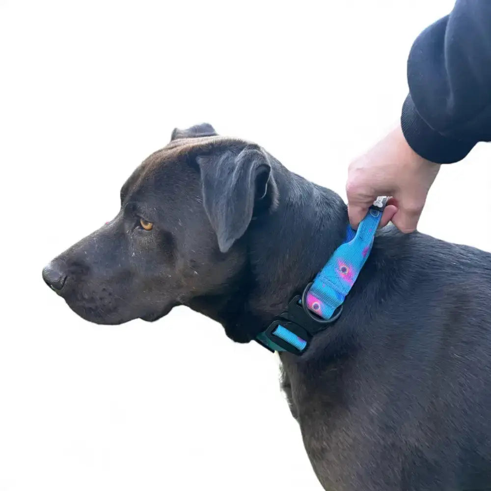 Blue and pink floral peacock power dog collar with adjustable black buckle strong large tactical dog collars