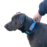Blue and pink floral peacock power dog collar with adjustable black buckle strong large tactical dog collars