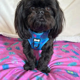 Blue adjustable small dog harness with pink purple peacock feather pattern and black bone-shaped logo tag