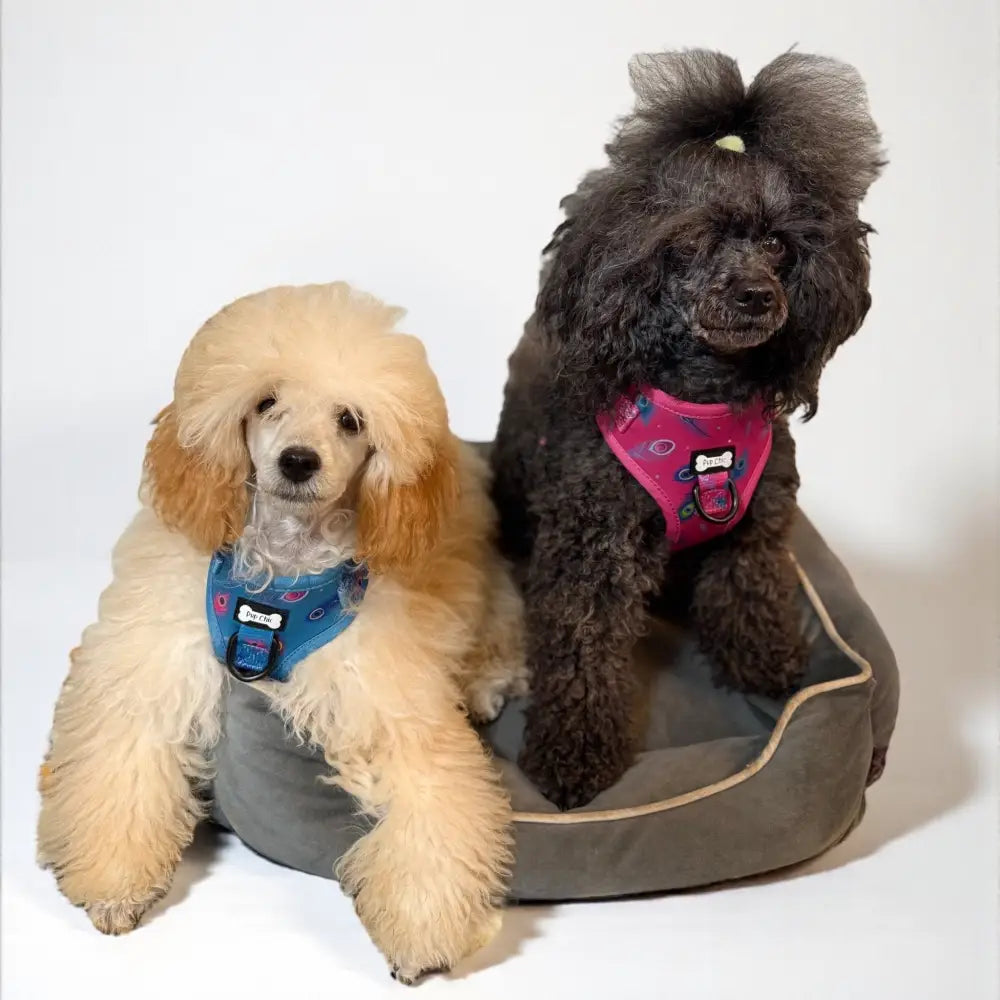 Gray plush dog bed with beige trim next to the power peacock step-in adjustable small dog harness for puppies
