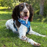 Blue patterned peacock power tactical dog harness with black straps and silver tag fully adjustable no pull design