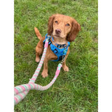 A pink and light green striped woven leash attached to a blue peacock power tactical fully adjustable dog harness