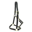 Black leather primera padded leather headcollar with gold-toned hardware and buckle for comfortable horse use