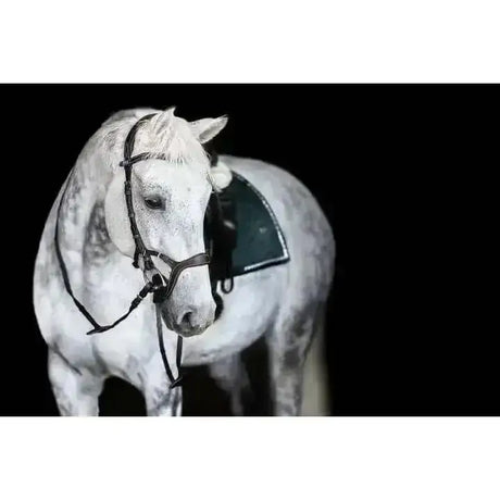 A white horse wearing sweden nirak anatomical bridles with black bridle and saddle pad showing comfort meets technique