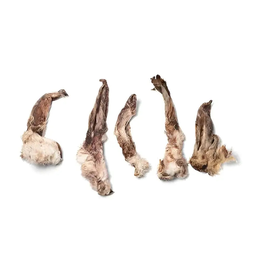 Five dried brownish gray rabbit ears mushroom caps with rough texture for equestrian use with horses