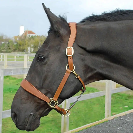 Rhinegold Anatomical Leather Headcollar Dark Tan Cob Headcollars & Leadropes Barnstaple Equestrian Supplies