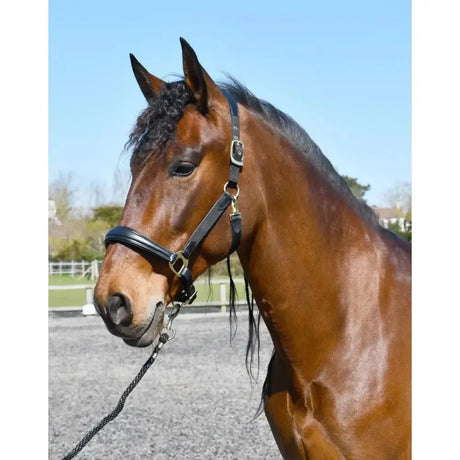 Rhinegold Anatomical Softee Leather Padded Headcollar Black/Black Pony Headcollars