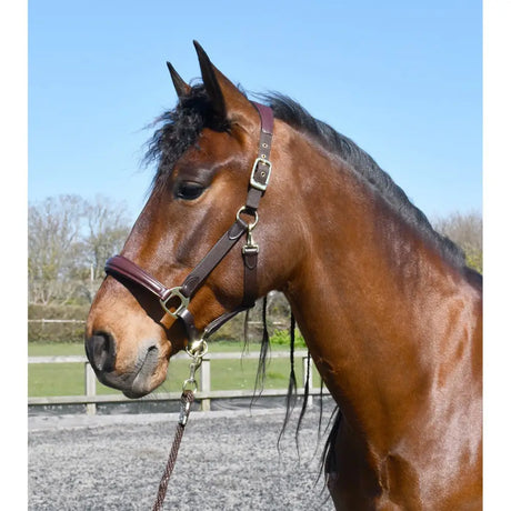 Rhinegold Anatomical Softee Leather Padded Headcollar Brown/Brown Pony Headcollars Barnstaple Equestrian Supplies