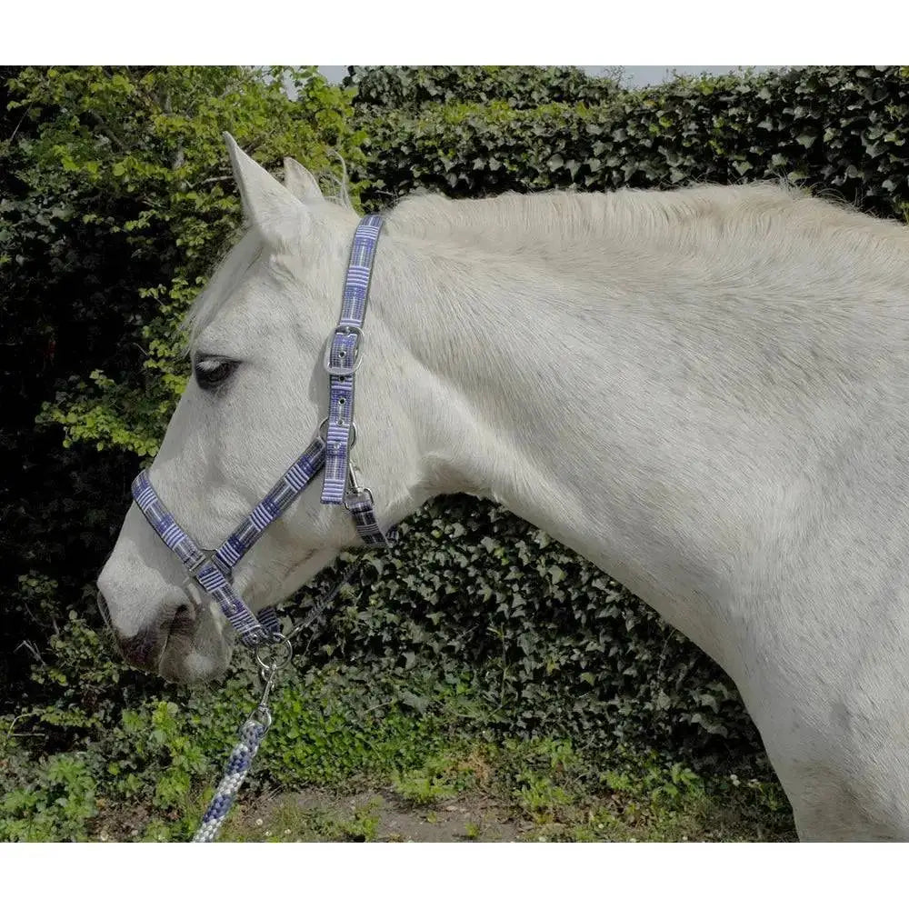 Rhinegold Carnival Headcollar & Lead Rope Set Blue Check Cob Headcollars & Leadropes Barnstaple Equestrian Supplies