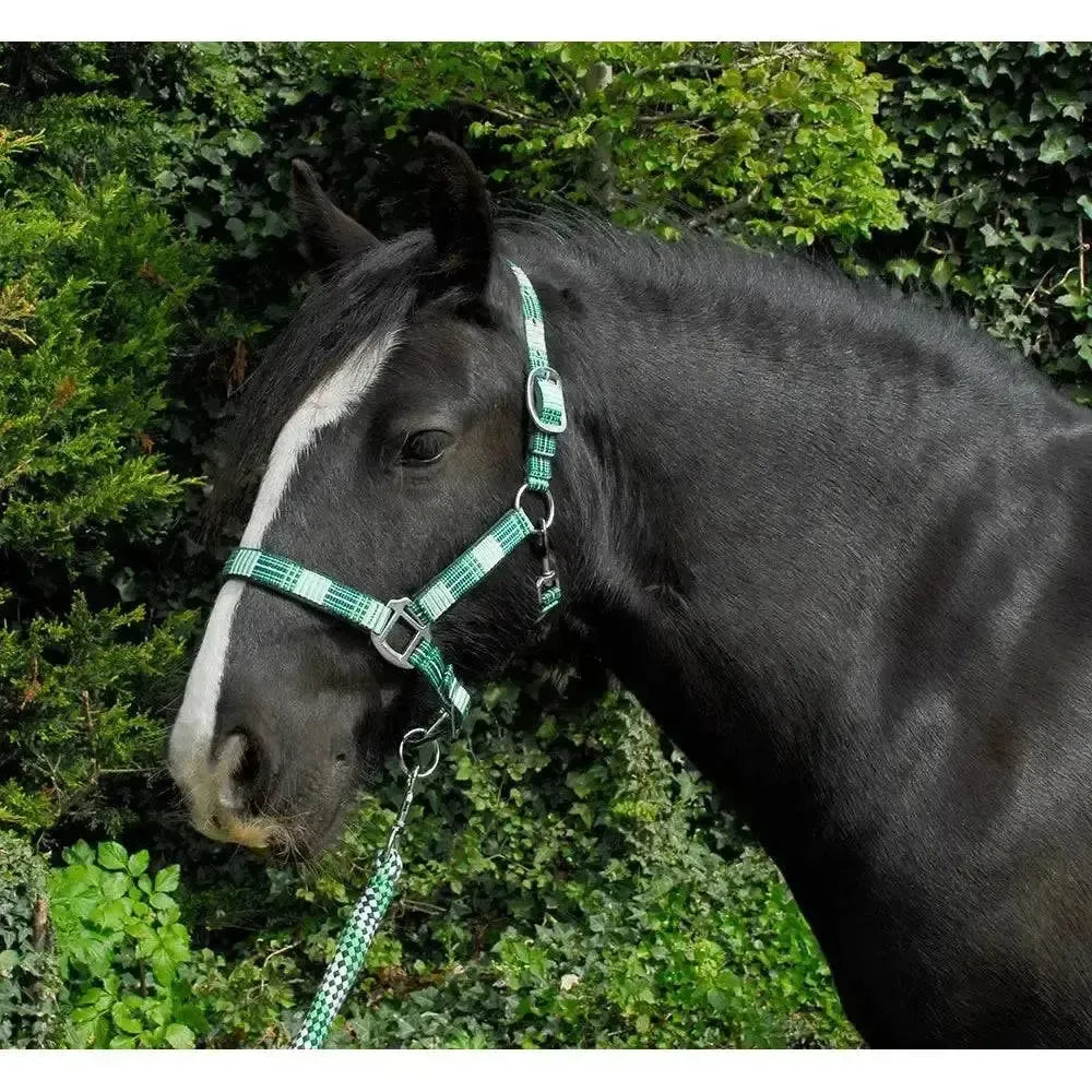 Rhinegold Carnival Headcollar & Lead Rope Set Green Check Cob Headcollar Sets