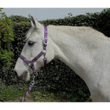 Rhinegold Carnival Headcollar & Lead Rope Set Purple Check Cob Headcollars & Leadropes Barnstaple Equestrian Supplies