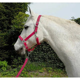 Rhinegold Carnival Headcollar & Lead Rope Set Raspberry Cob Headcollars & Leadropes Barnstaple Equestrian Supplies