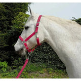 Rhinegold Carnival Headcollar & Lead Rope Set Raspberry Cob Headcollar Sets