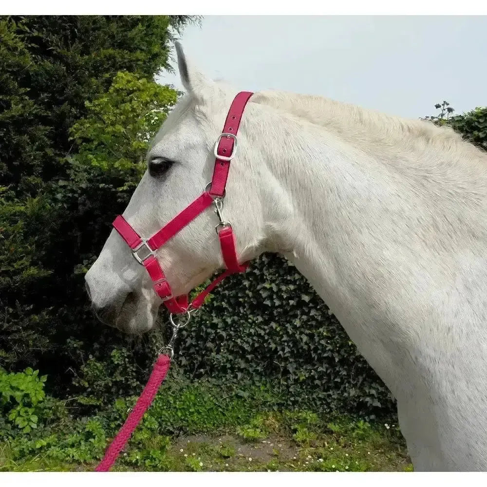 Rhinegold Carnival Headcollar & Lead Rope Set Raspberry Cob Headcollar Sets