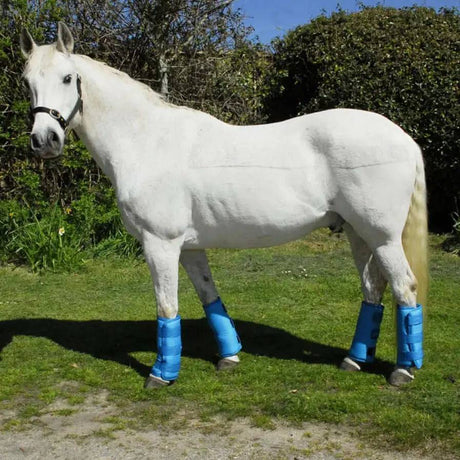 Rhinegold Elite Half Travel Boots Turquoise Cob Rhinegold Horse Boots Barnstaple Equestrian Supplies