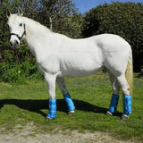 A white horse outdoors wearing rhinegold elite half travel boots with blue touch tape fasten leg wraps