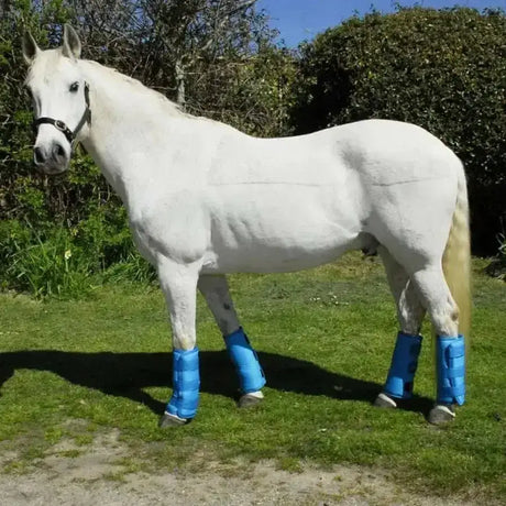 A white horse wearing blue rhinegold elite half travel boots with touch tape fasten standing outdoors