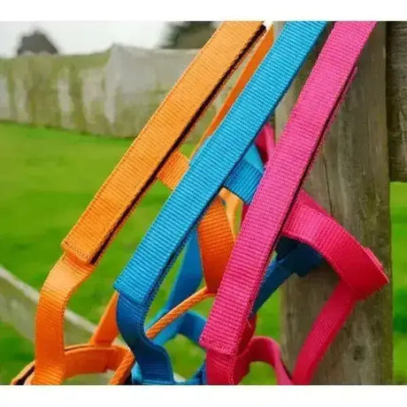 Brightly colored orange blue and pink rhinegold field safe nylon field safe head collars with touch tape fastenings hang on a wooden post