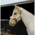 Rhinegold Fur Trimmed And Lined Nylon Headcollar maroon Stripe Shetland Headcollars