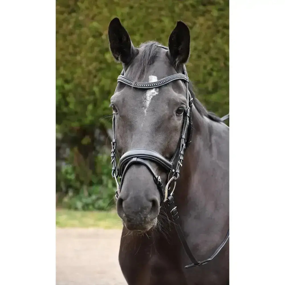 Black horse wearing a rhinegold italia anatomical flash bridle in softest quality leather with silver accents and stitching