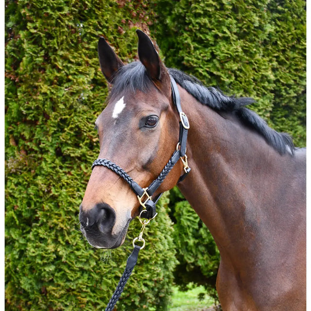 Black rhinegold lazio plaited leather headcollar featuring braided leather and gold-toned metal hardware