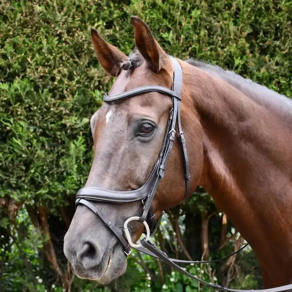 A sleek black rhinegold leather pro-anatomical bridle with silver hardware and padded leather crown for comfort