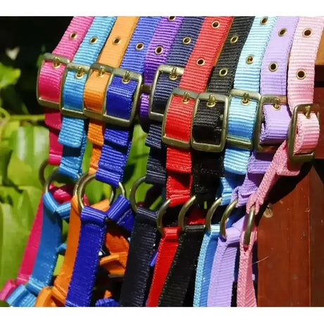 A vibrant rhinegold nylon foal headcollar with colorful nylon straps and adjustable brass-toned metal buckles and d-rings