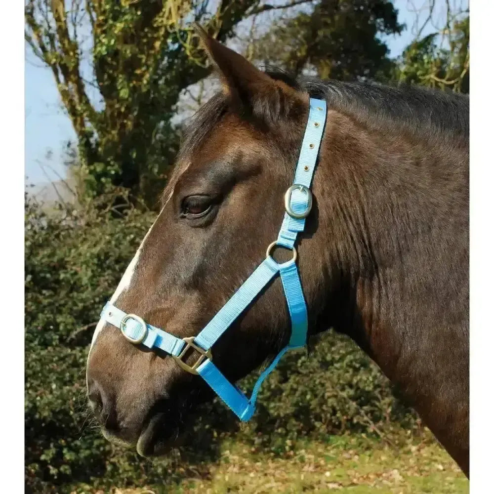 Rhinegold Nylon Headcollars Baby Blue Shetland Headcollars
