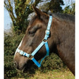 Light blue rhinegold nylon headcollar with silver hardware and adjustable buckles for horse use