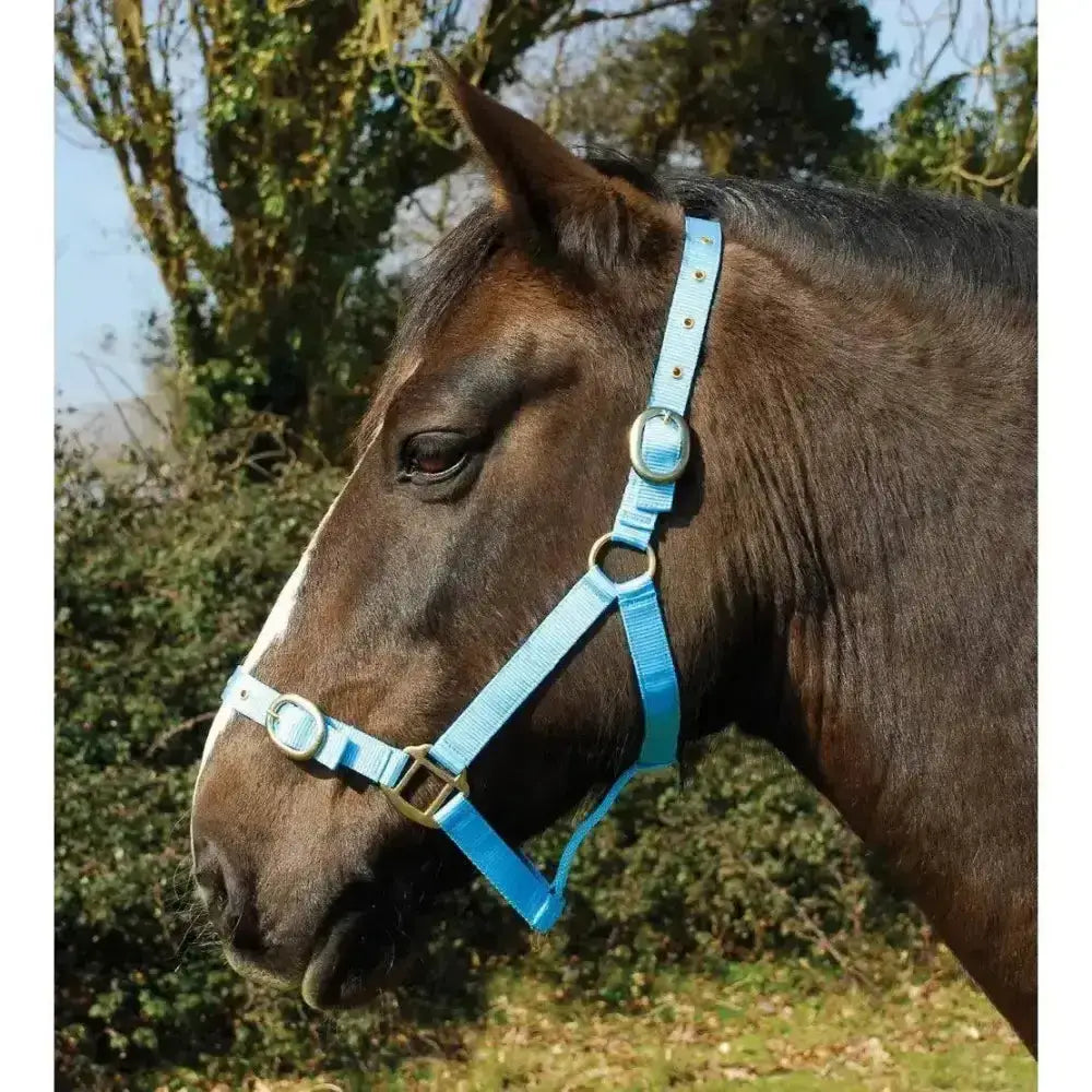 Light blue rhinegold nylon headcollar with silver hardware and adjustable buckles for horse use