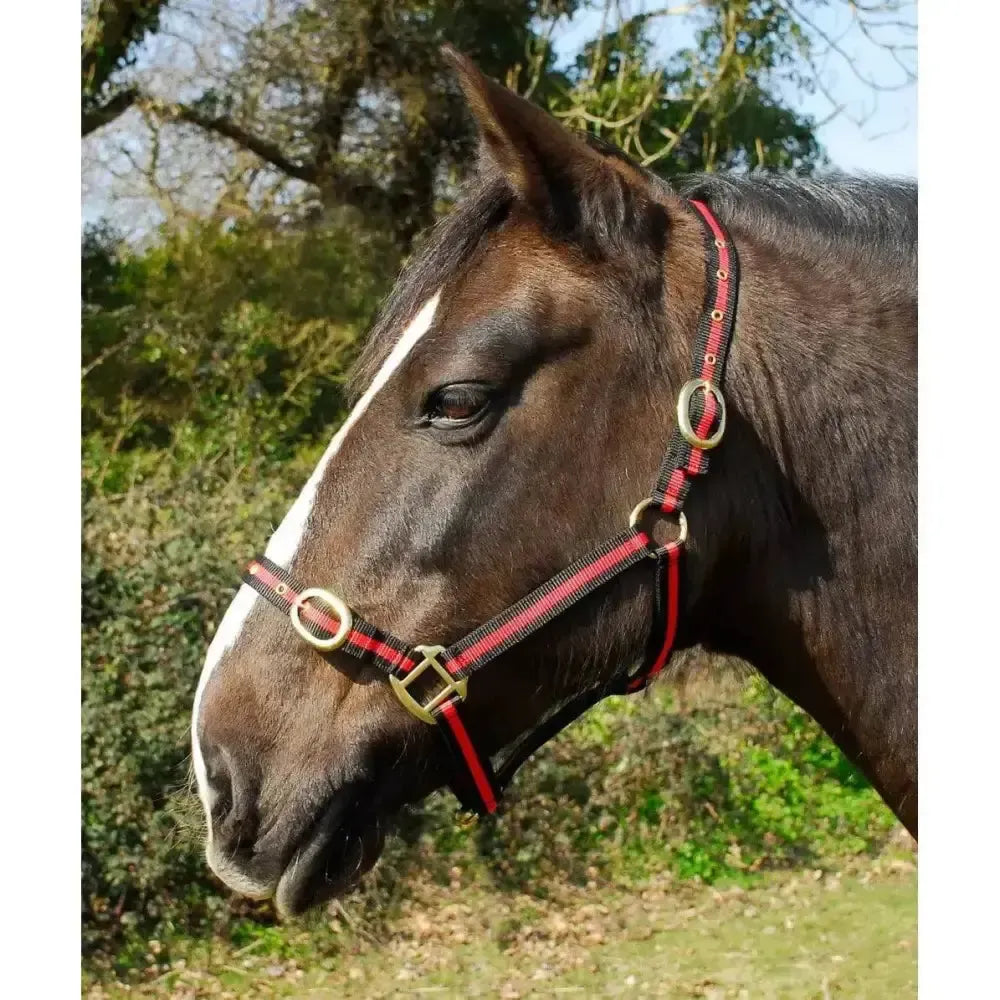 Rhinegold Nylon Headcollars Black / Red Shetland Headcollars