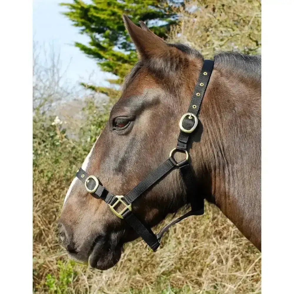 Black leather horse halter with brass buckles for rhinegold nylon headcollars and double layer nylon headcollars