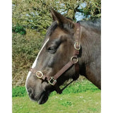 Brown leather horse halter with brass buckles paired with rhinegold nylon headcollars double layer nylon headcollars