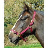 Rhinegold Nylon Headcollars Burgundy Shetland Headcollars & Leadropes Barnstaple Equestrian Supplies