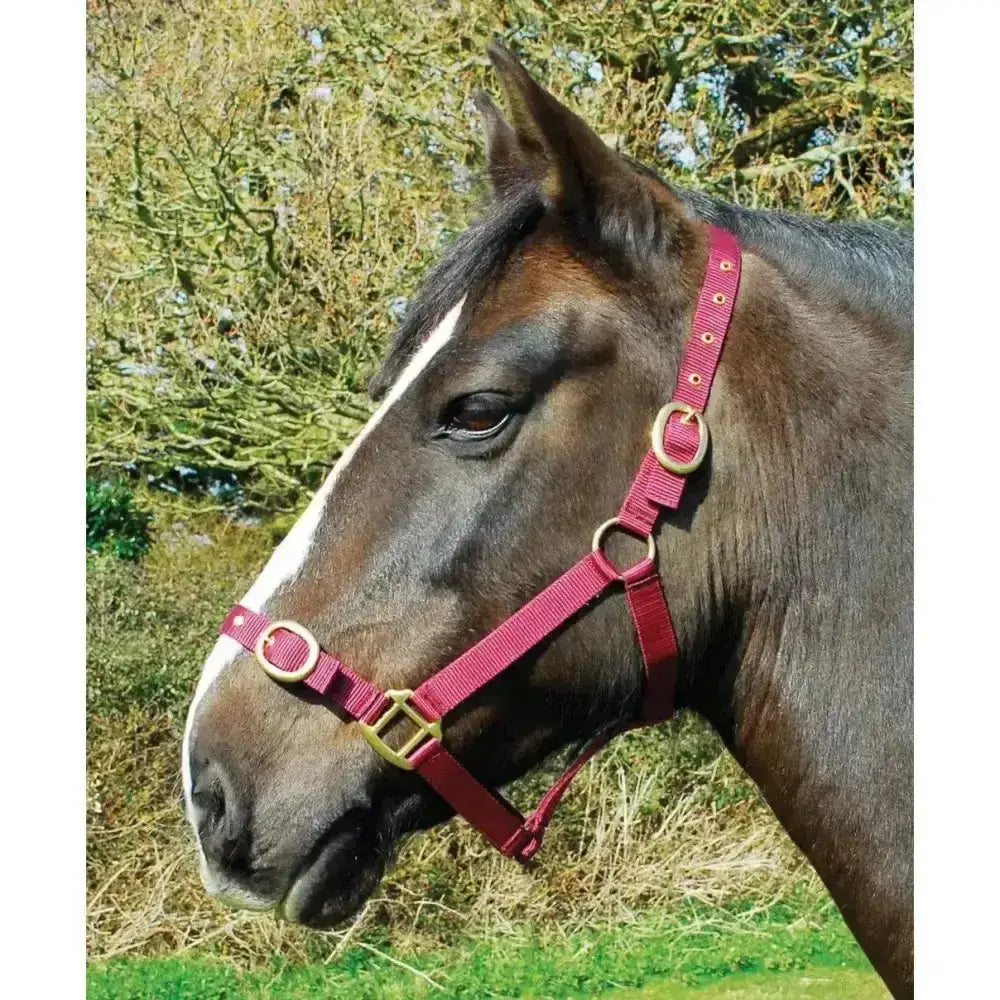 A vibrant red rhinegold nylon headcollar with brass rings made from double layer nylon headcollars material