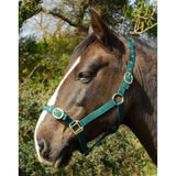Teal rhinegold nylon headcollars with brass hardware featuring double layer nylon and built for leadropes use