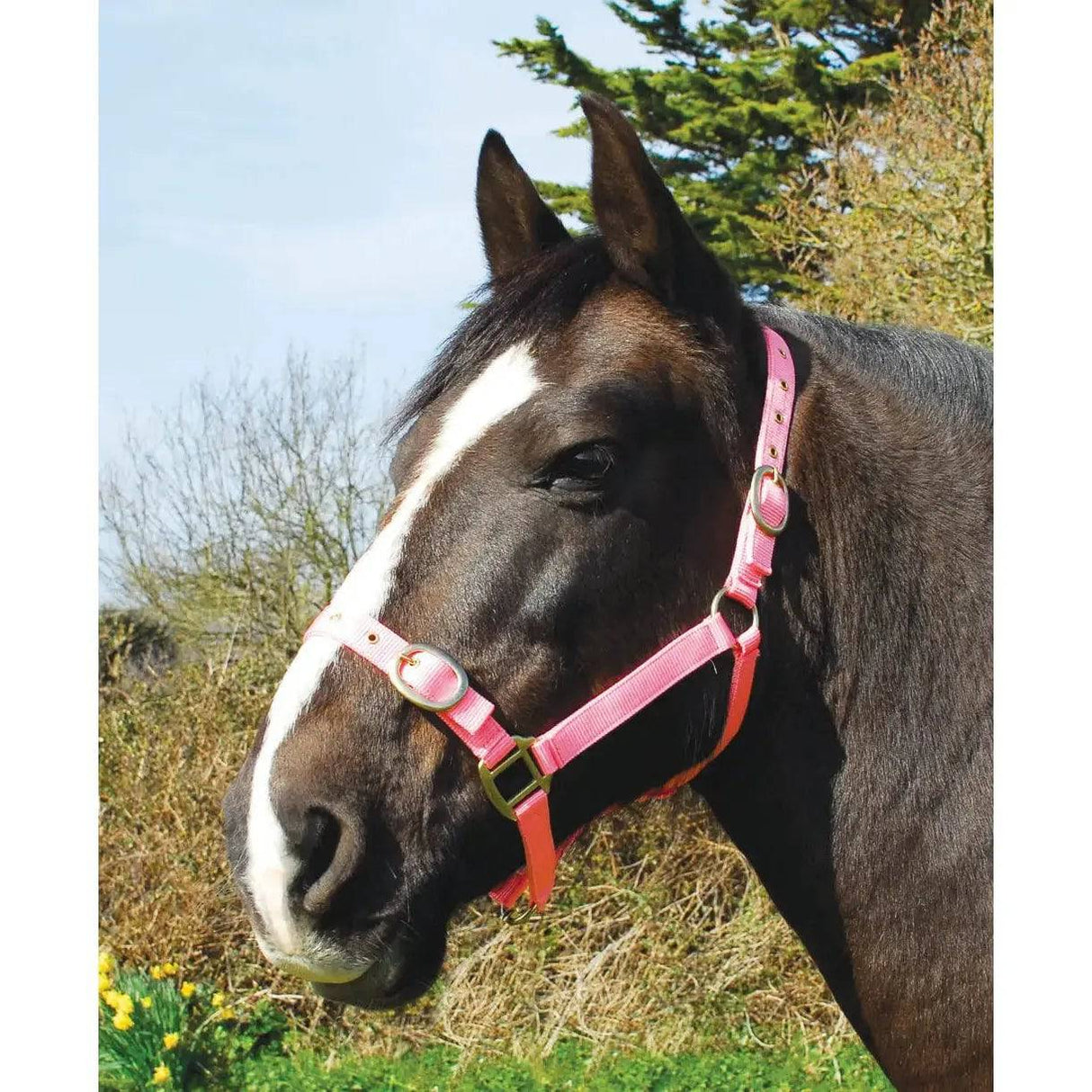 Rhinegold Nylon Headcollars Pink Shetland Rhinegold Headcollars & Leadropes Barnstaple Equestrian Supplies