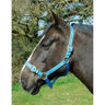 Rhinegold Nylon Headcollars Turquoise Shetland Rhinegold Headcollars & Leadropes Barnstaple Equestrian Supplies