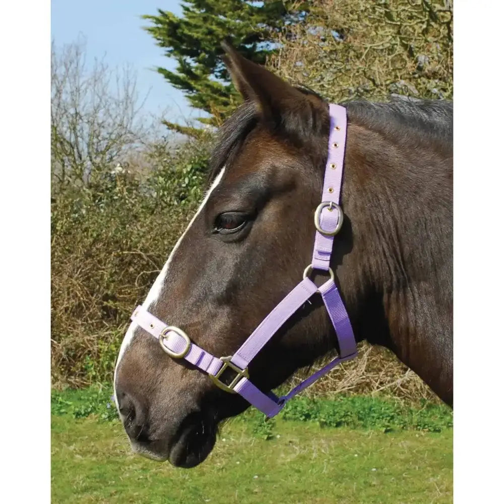 Rhinegold Nylon Headcollars Lilac Shetland Headcollars & Leadropes Barnstaple Equestrian Supplies